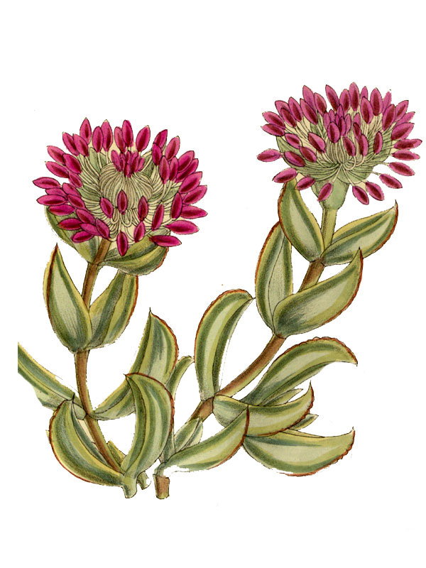 Mesembryanthemum pillansii