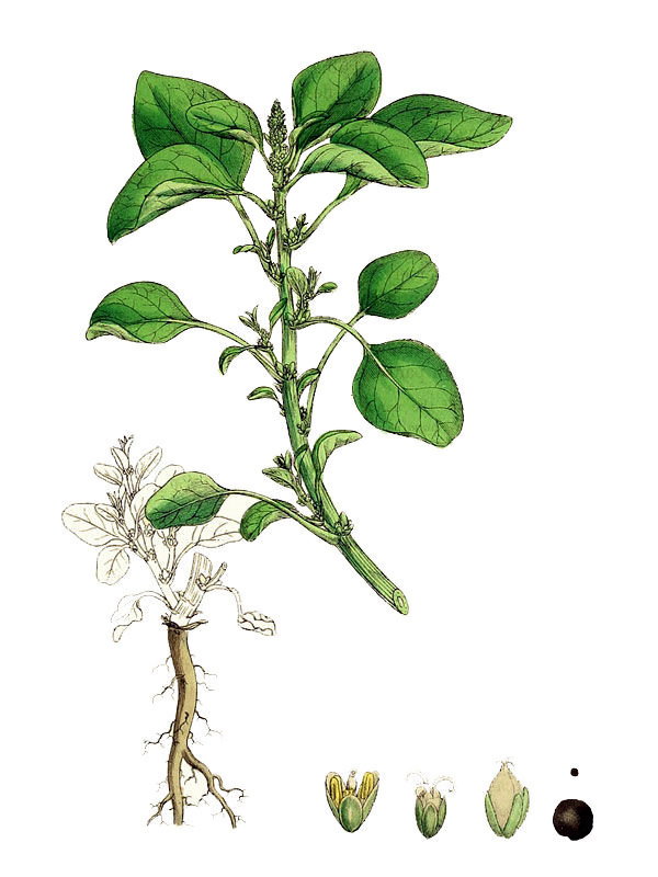 Amaranthus litum