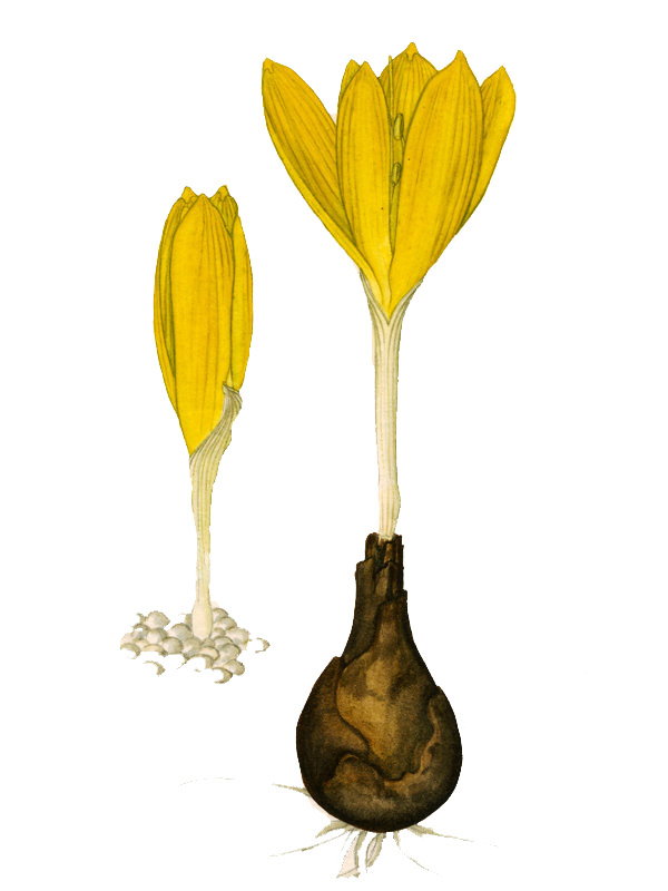 Stembergia clusiana