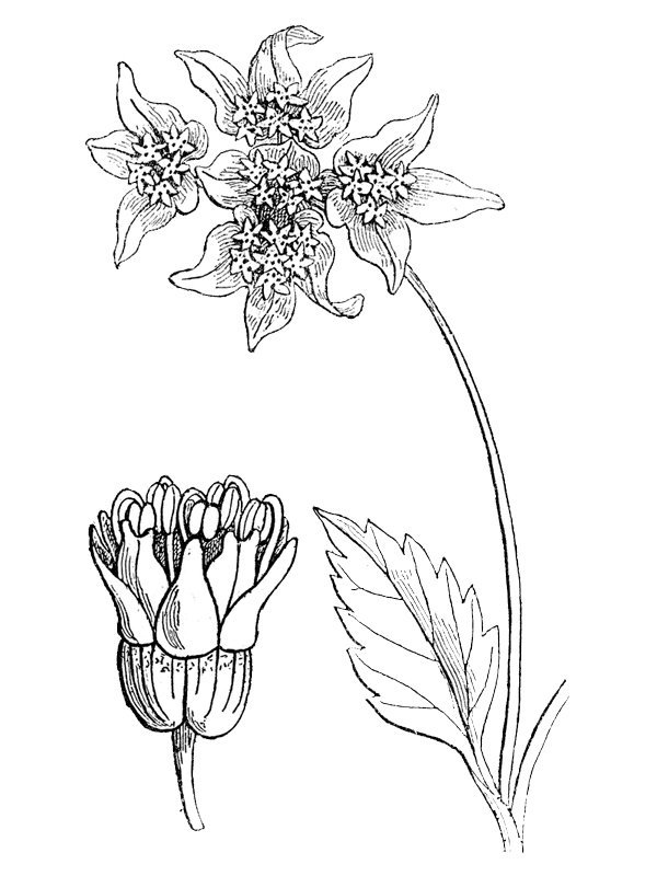 Leucolaena rotundifolia
