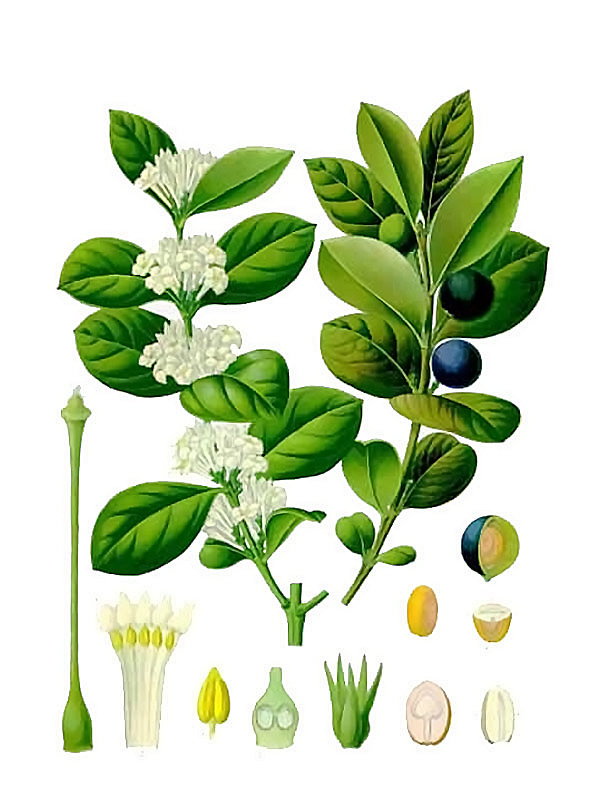 Acokanthera abyssinica