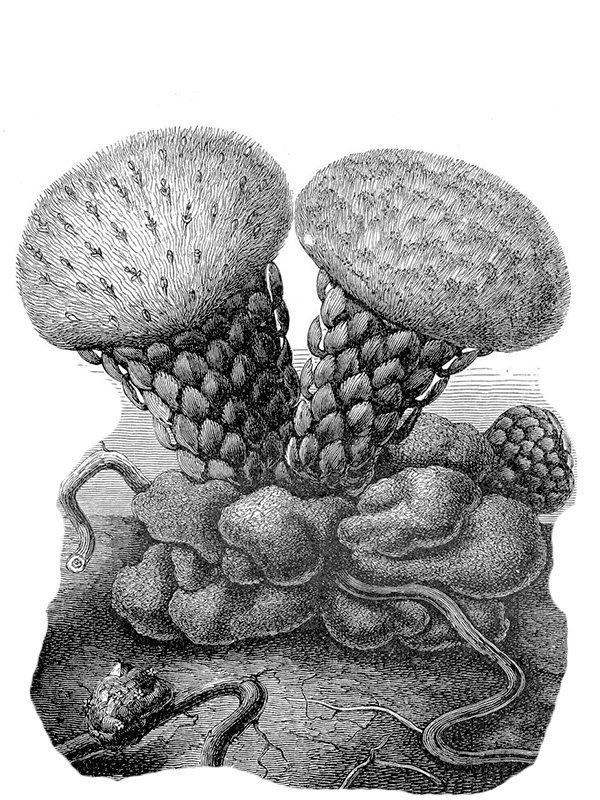 Balanophora hildenbrandtii