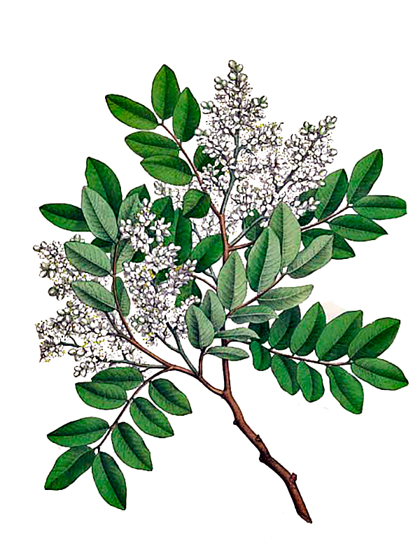 Copaifera langsdorffii