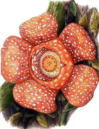 Rafflesiaceae.jpg