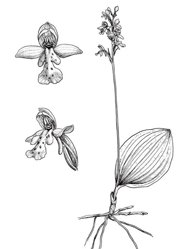 Amerorchis rotundifolia