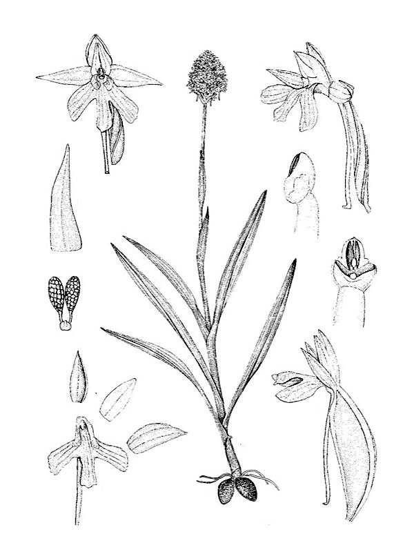 Anacamptis pyramidalis