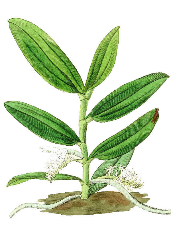 Angraecum micranthum