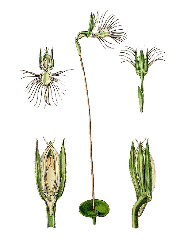 Bartholina pectinata