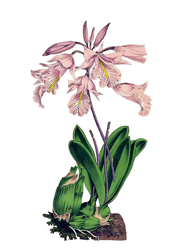 Broughtonia domingensis