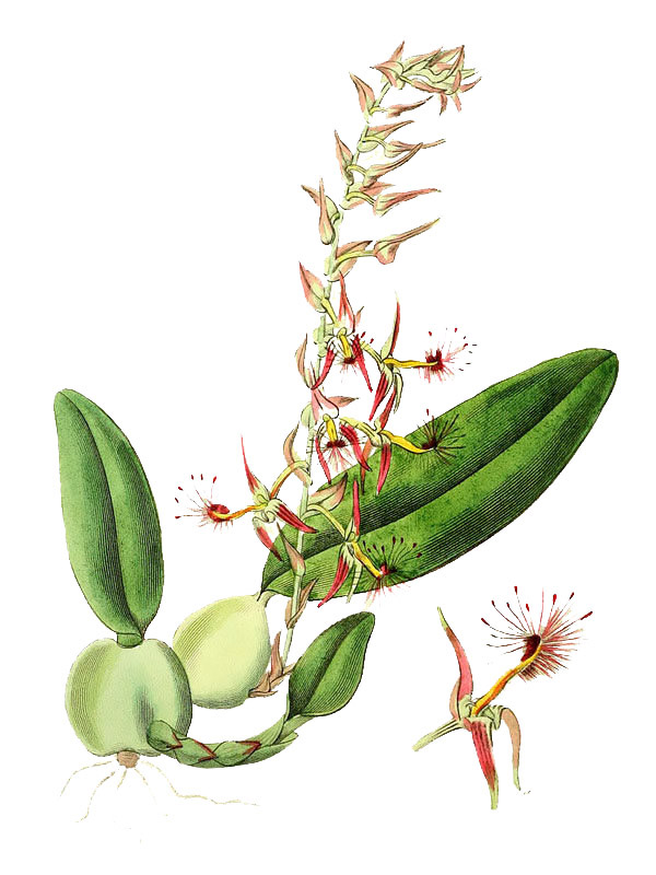 Bulbophyllum barbigerum