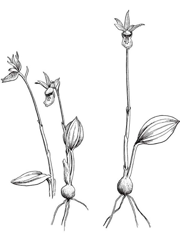 Calypso bulbosa