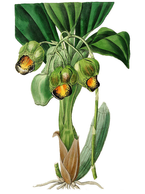 Catasetum luridum