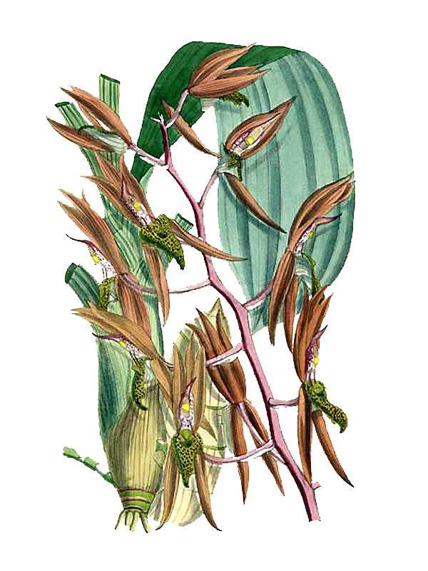 Catasetum callosum