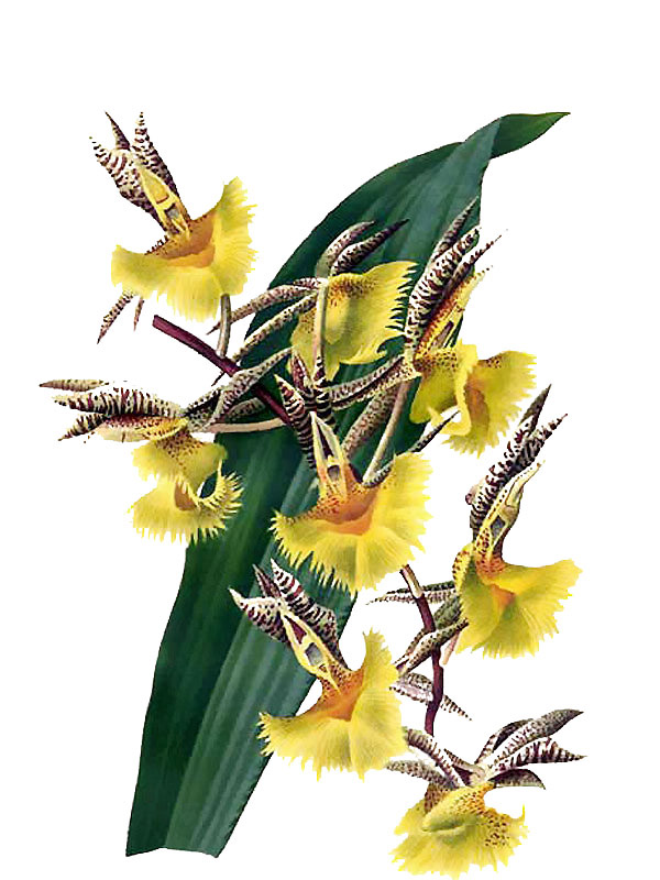 Catasetum fimbriatum
