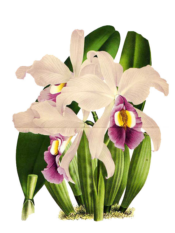 Cattleya gigas