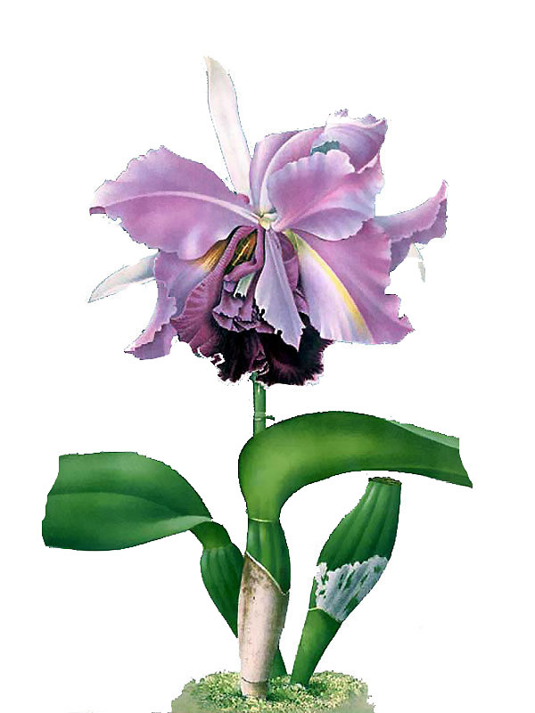 Cattleya labiata