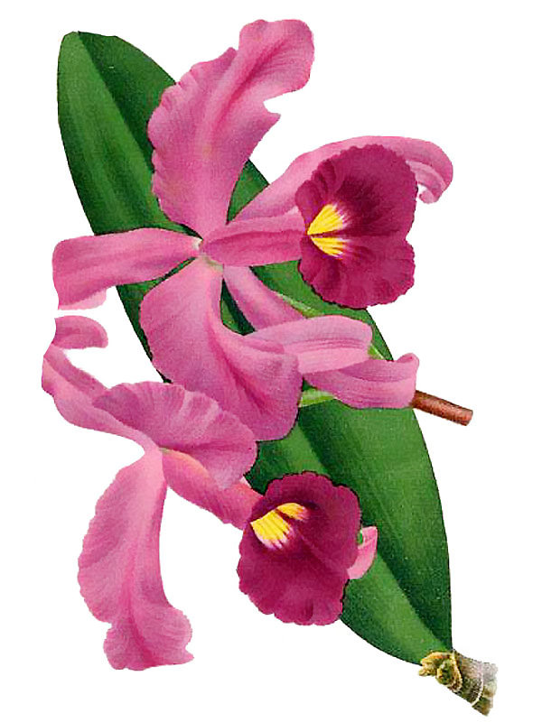 Cattleya lawrenceana