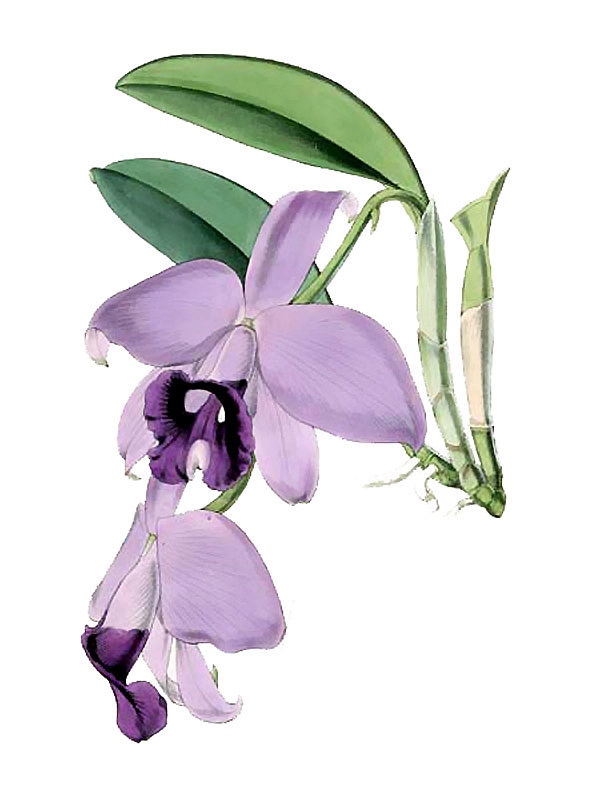 Cattleya praestans