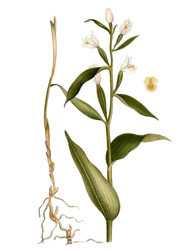 Cephalanthera alba
