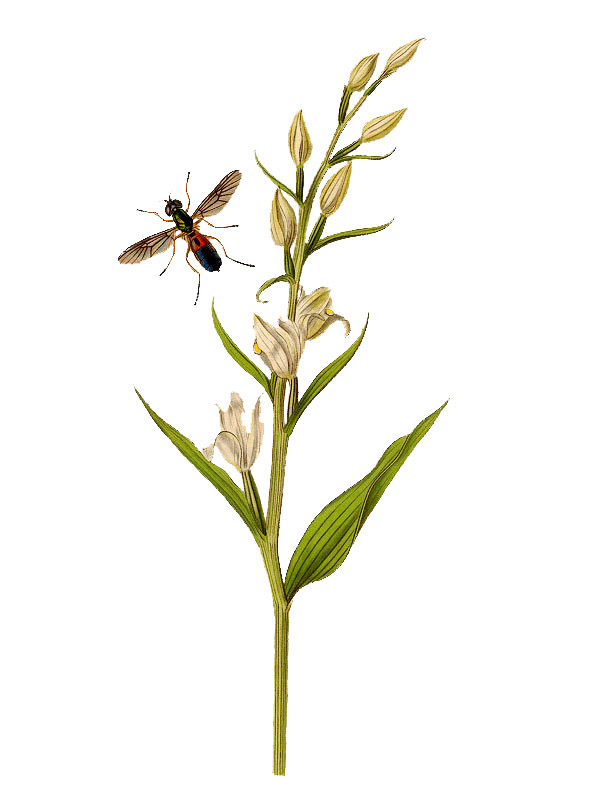 Cephalanthera damosonium