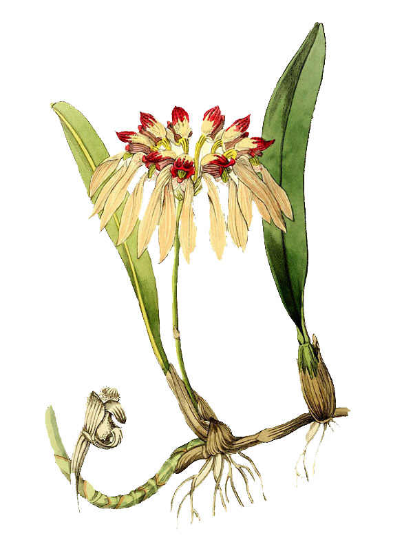 Cirrhopetalum chinense