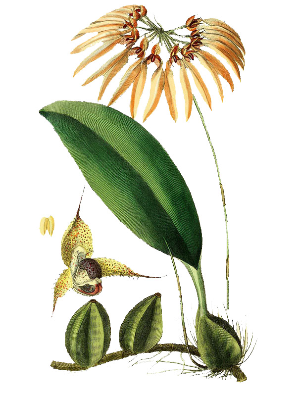 Cirrhopetalum thouarsii