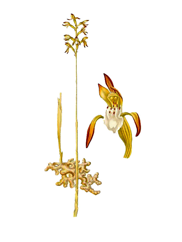 Corallorhiza trifida