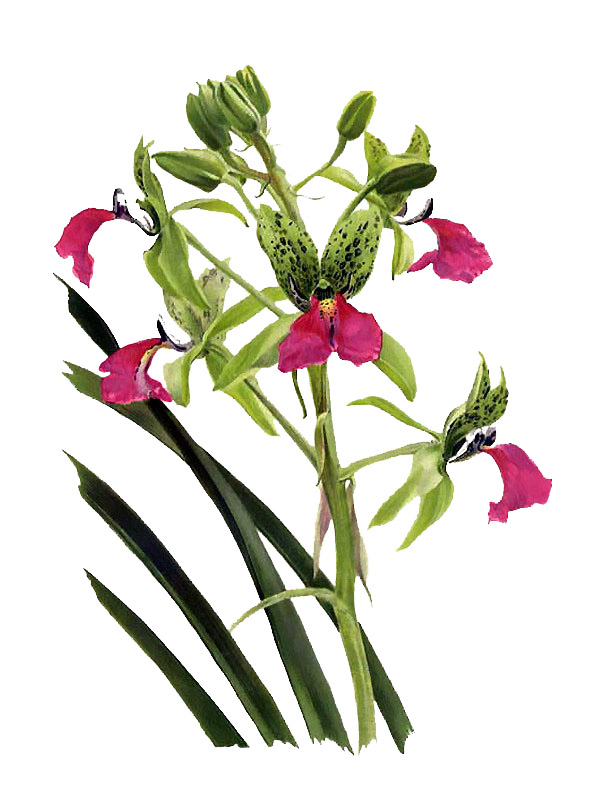 Cymbidiella pardalina