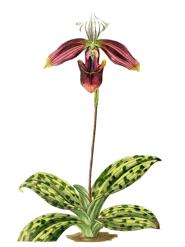 Cypripedium purpuratum