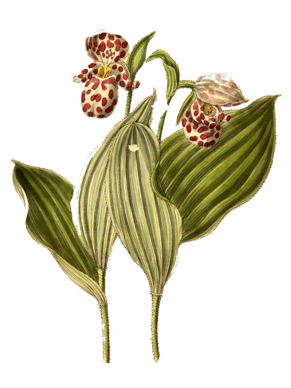 Cypripedium guttatum