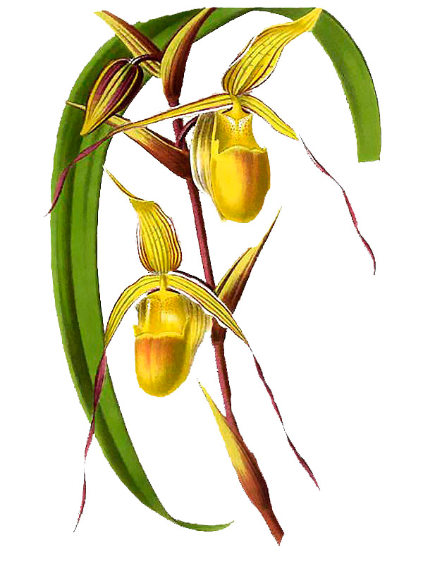 Cypripedium longifolium