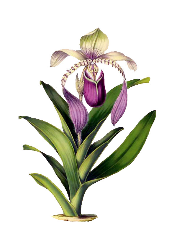 Cypripedium lowii