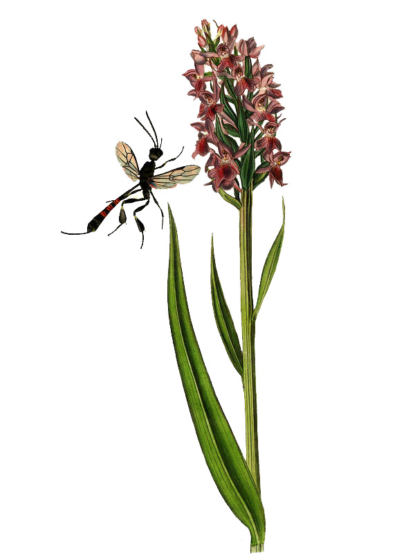 Dactyorhiza incarnata