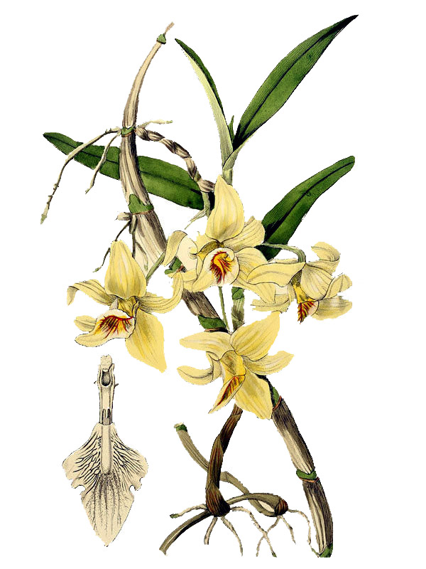 Dendrobium aureum