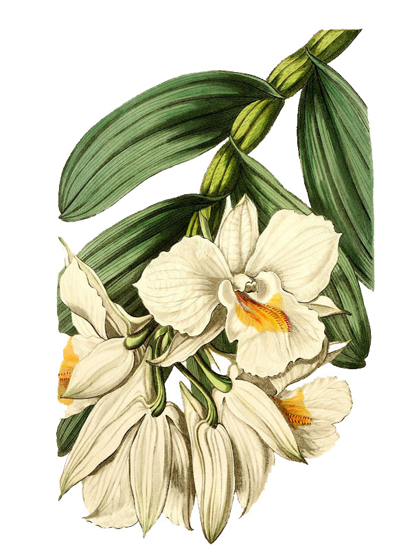 Dendrobium formosum