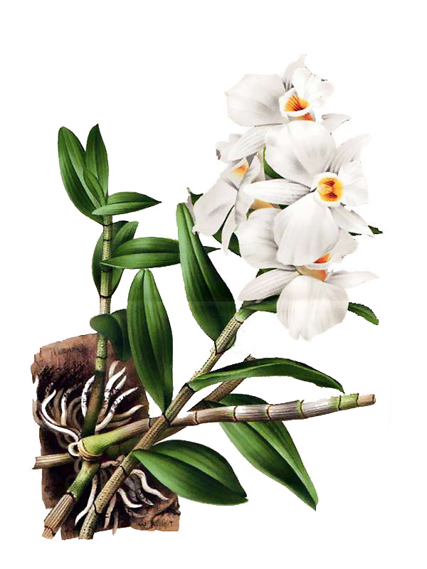Dendrobium infundibulum