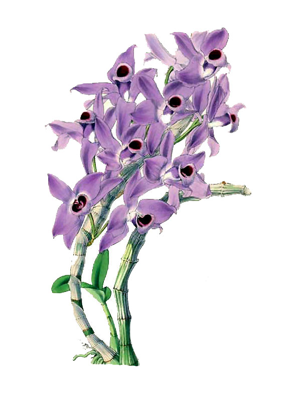 Dendrobium parishii