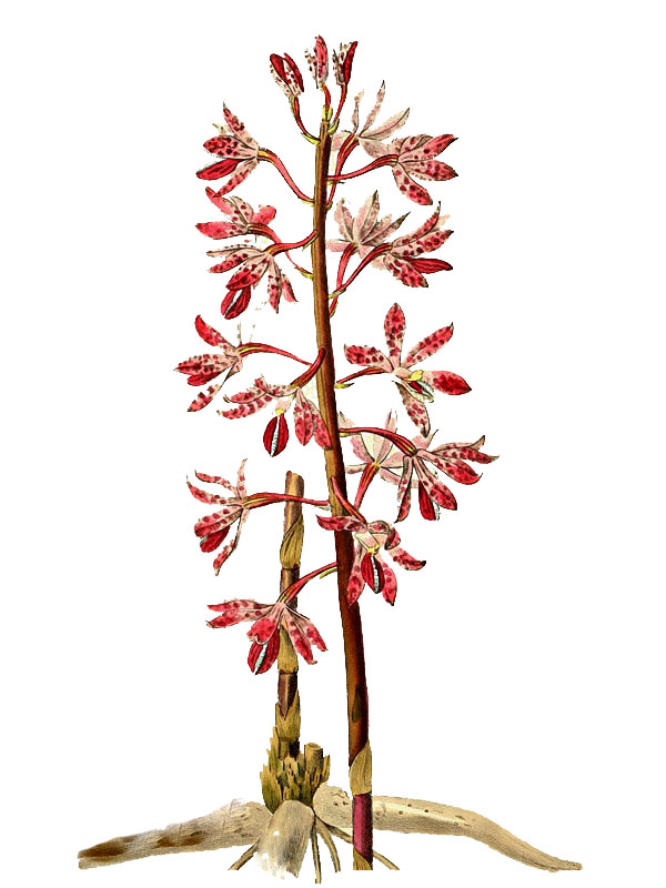 Dipodium punctatum