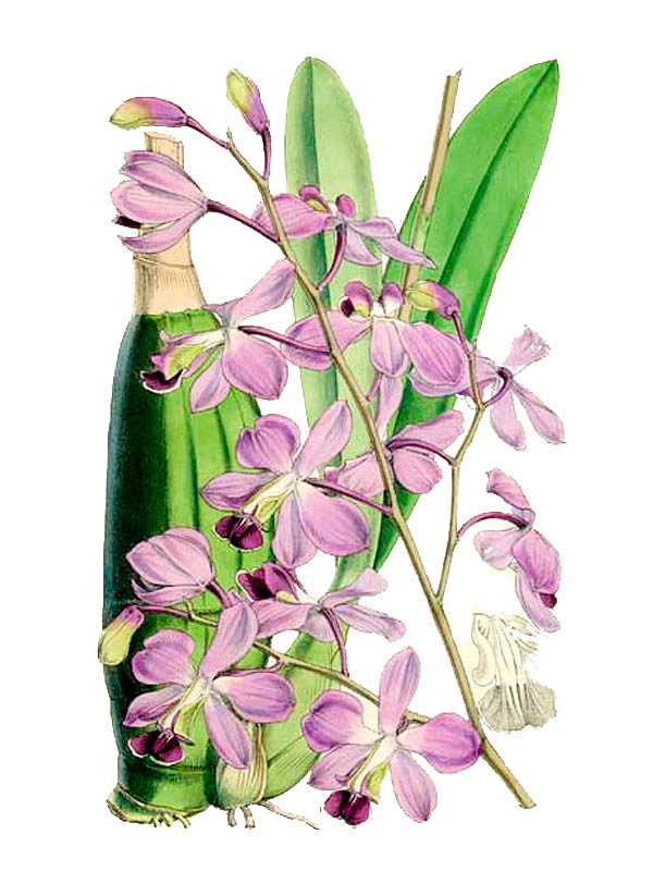 Encyclia rosea