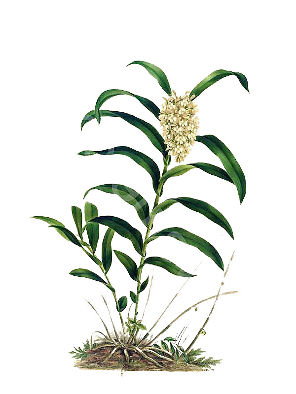 Epidendrum densiflorum