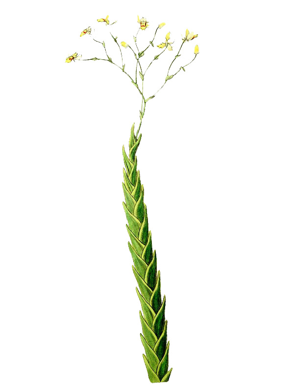 Fernandezia acuta