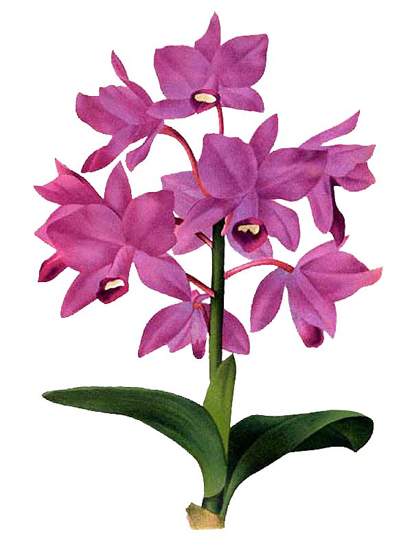 Guarianthe bowringiana