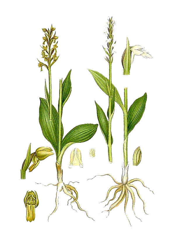 Habenaria albida
