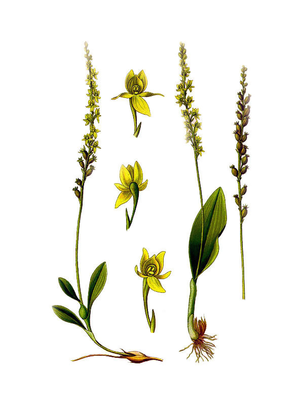 Hammarbya paludosa
