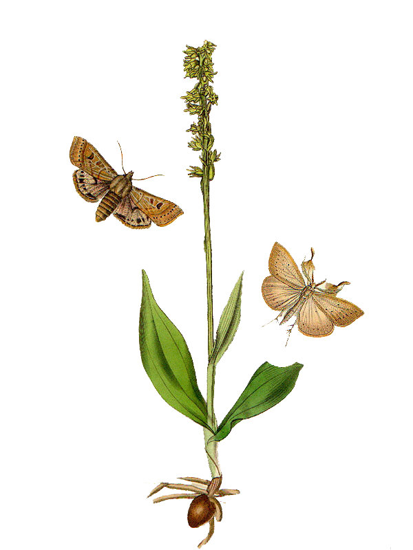 Herminium inonorchis