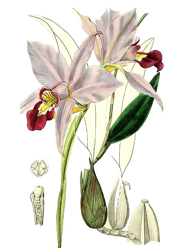 Laelia anceps