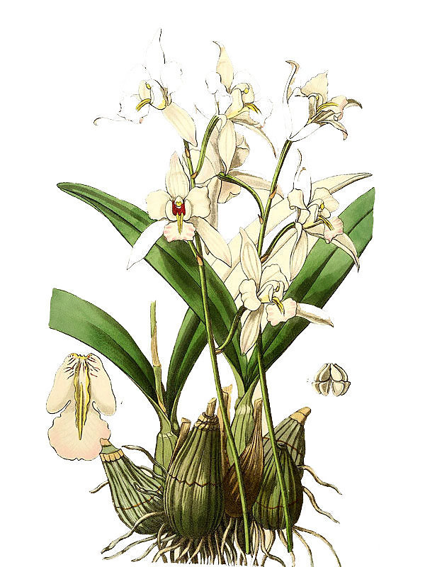 Laelia anceps