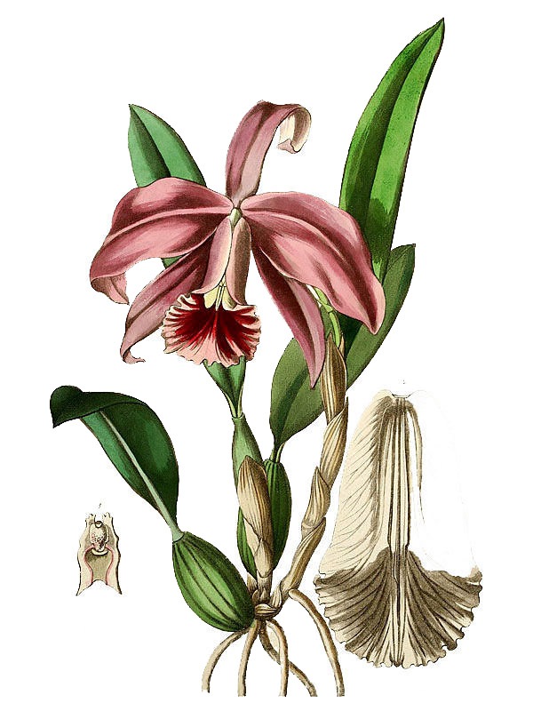 Laelia pumila