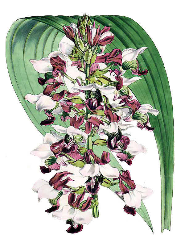 Lissochilus horsfallii