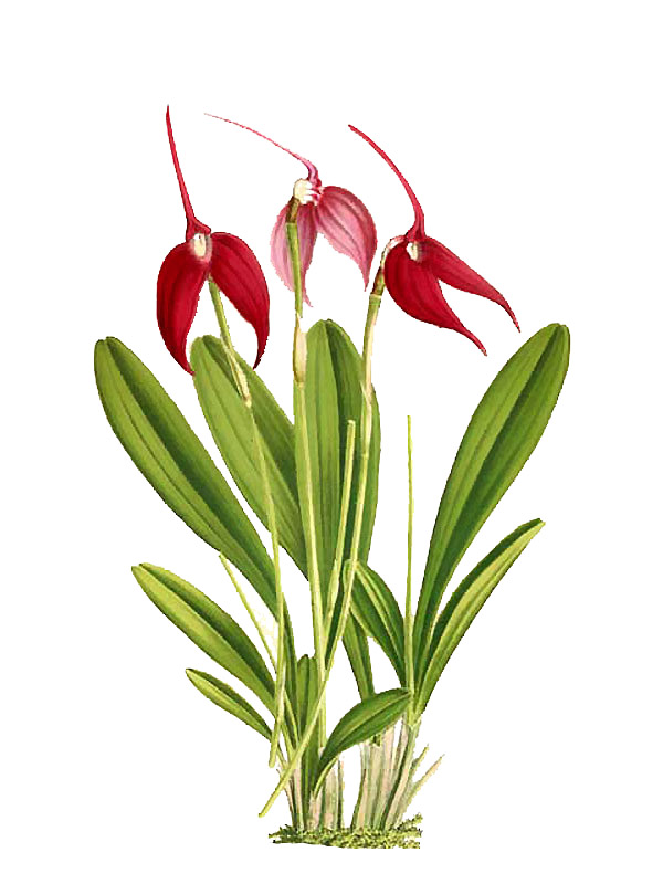Masdevallia coccinea